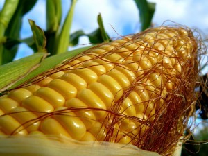 Берегите средства для защиты кукурузы