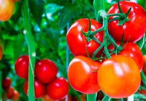 Как лечить помидоры от болезней и вирусов