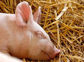Свиньи подхватили экономический вирус