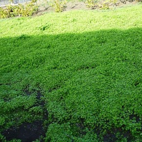 Зеленое удобрение или сидераты