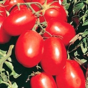 Как сохранить семена томатов на следующий год