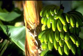 Бананы на Багамах — прибыльный отпуск