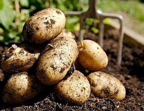 Как хранить картофель до лета