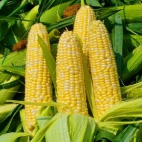 Как приготовить кукурузный сироп