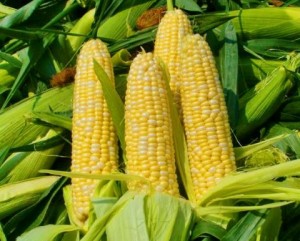 производительность кукурузы
