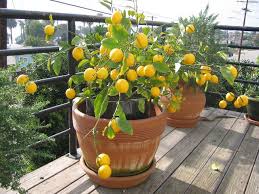Как вырастить лимонное дерево