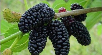 Шелковица белая или черная — выращивание и размножение