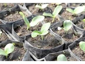 Выращивание ранних кабачков - семенами или рассадой
