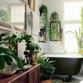 Растения и цветы для ванной комнаты
