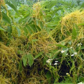 Карантинные сорняки - Желтая проныра или  повилика