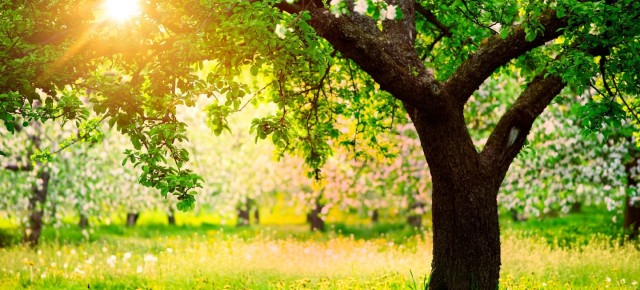 Как распознать дерево по листьям
