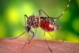 Как спастись от комаров с помощью природных средств