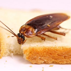 Как избавиться от тараканов, муравьев, блох и мокриц