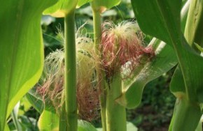 Кукуруза: полезные свойства, что лечит, как применяют в народной медицине