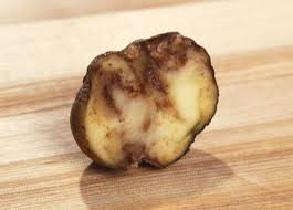 Болезни картофеля периода хранения