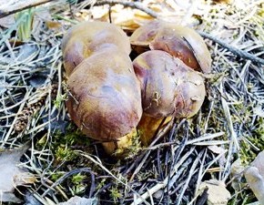 Как выращивать белые грибы