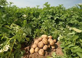 Благоприятные дни для посадки картофеля в апреле 2016