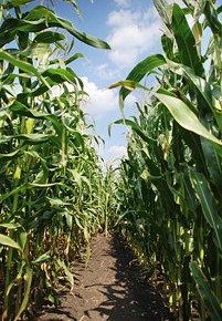 Экспортировано более 500 тыс. тонн кукурузы