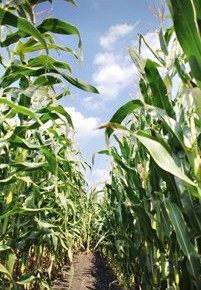 В Украине стартовала уборочная кампания кукурузы и сои