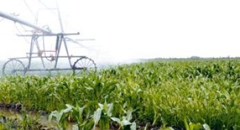 НОВЫЕ ЭФФЕКТИВНЫЕ ПРОТРАВИТЕЛИ НА ОРОШАЕМОЙ КУКУРУЗЕ
