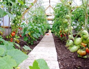 Для повышения урожайности овощных культур