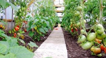 Для повышения урожайности овощных культур