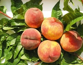 Секреты получения урожаев персиков