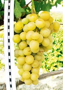 Лучшие и новые сорта ежевики и винограда в 2015 году