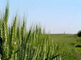 яровая пшеница