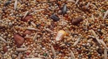 Производство и хранение искусственно обезвоженных кормов