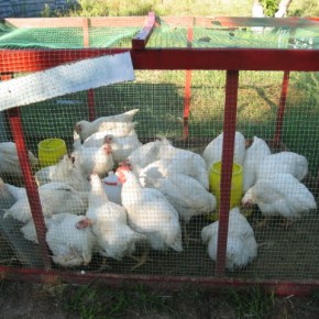 Бройлеры в клетках на полу: аргументы за и против