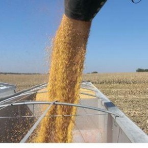 Аграрии Полтавской области намолотили первый миллион тонн зерна