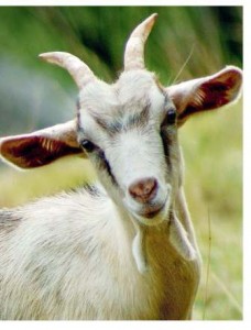 Инфекционная агалактия овец и коз