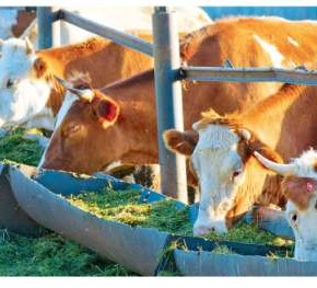 Украина вдвое увеличила экспорт скота в живом весе