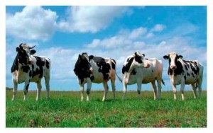 Правильное и полезное кормление коров