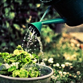 Как правильно поливать растения на огороде