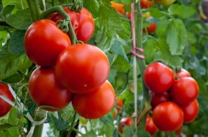 Когда и как поливать рассаду помидор в 2015 году?