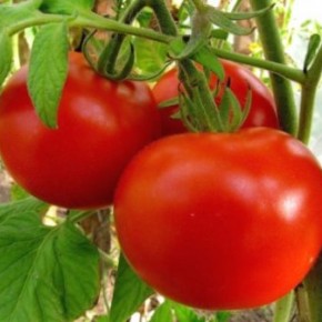 Украинские томаты выросли в цене