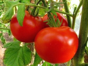 Когда высаживать в открытый грунт огурцы, томаты, перец, капусту в июне 2015 года