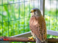 В Запорожье ищут убежище для редкой птицы ФОТО