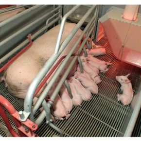 Как проходит интенсификация воспроизводства свиней