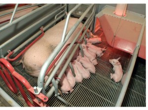 Как проходит интенсификация воспроизводства свиней
