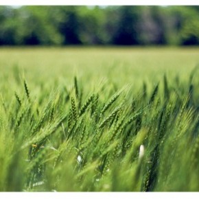 Марафон® - гербицид для зерновых на четыре времени года (озимые пшеница и ячмень)