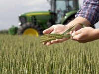 Украина собрала рекордный урожай зерновых за годы независимости