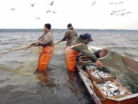 В Азовском море разрешено мелиоративный отлов рыбы