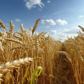 Киевская пшеница на полях Украины