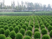 «Запорожзеленхоз» планирует ассортимент саженцев с учетом потребности рынка