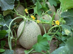 Выращивание дыни в открытом грунте: сорта, посадка и уход