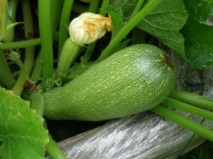 Выращивание кабачков: сорта, посадка и уход, семена, убор урожая