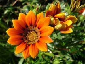 Удобрения для цветов - залог здорового и красивого растения